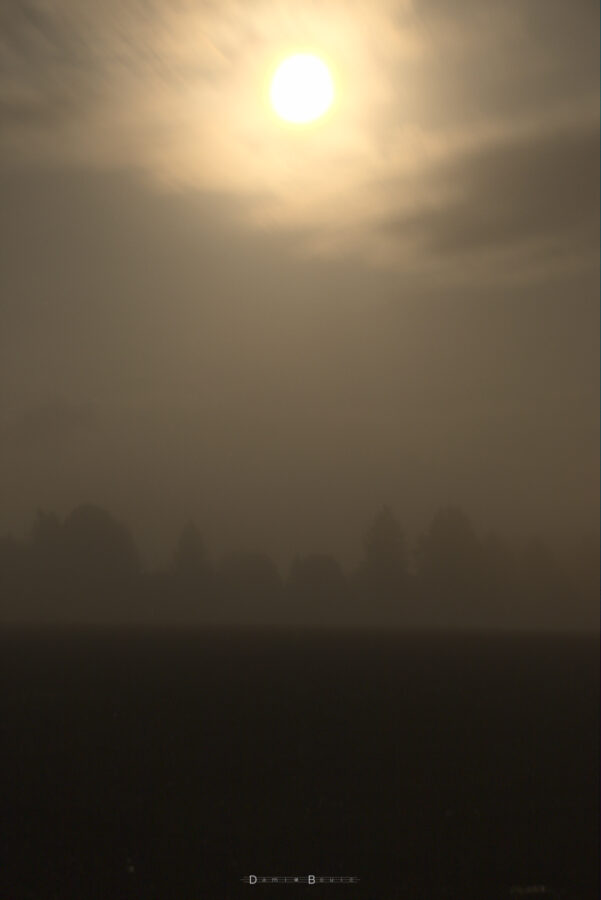 Paysage sombre, avec un champs de blé dans le noir. Au fond, d'inquiétantes silhouettes d'arbres noyés dans le brouillard baignent dans la lueur blafarde de la Lune, plus haut dans le ciel. Celle-ci perce au travers d'une couche nuageuse peu importante.