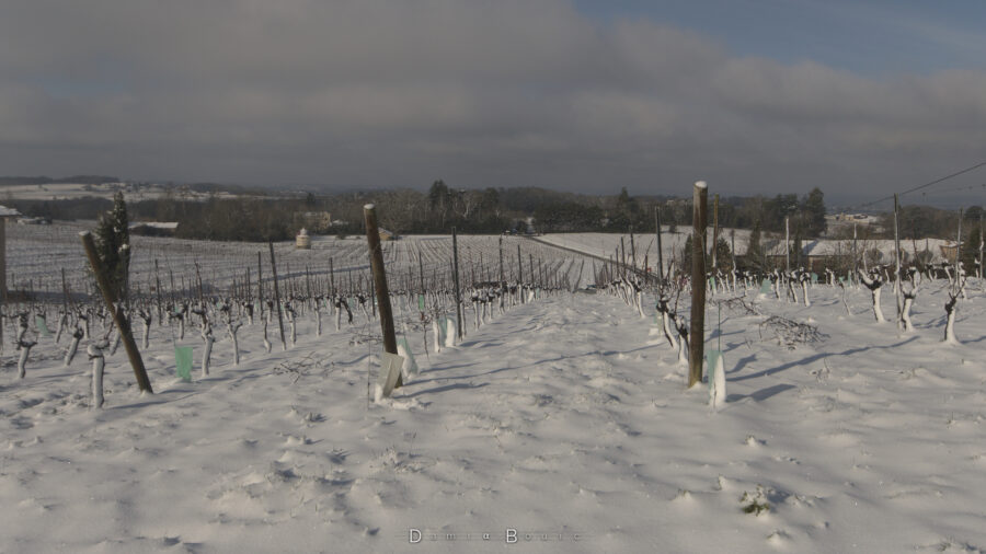 Alignements de vignes sous la neige