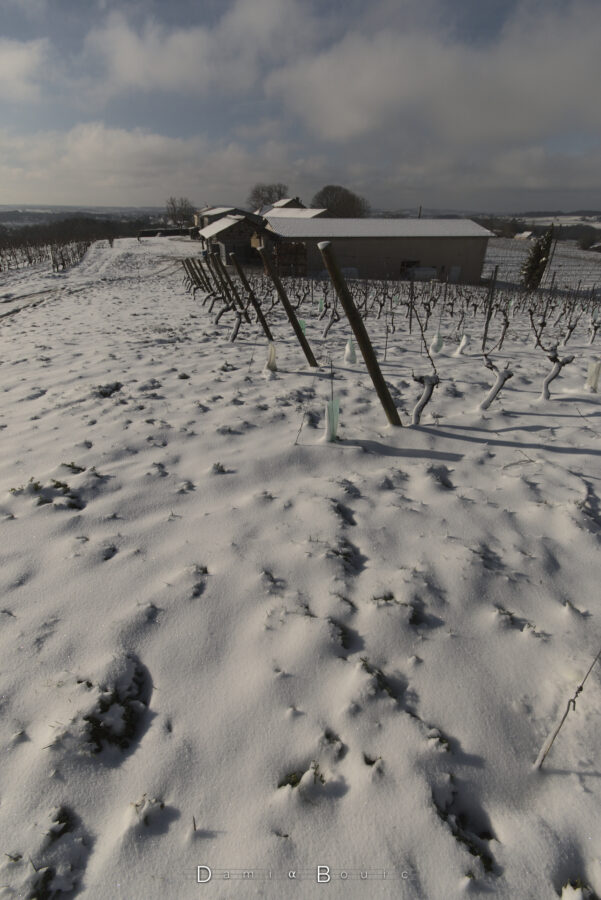 La neige au sol, avec des piquets de soutien des rangs de vignes/