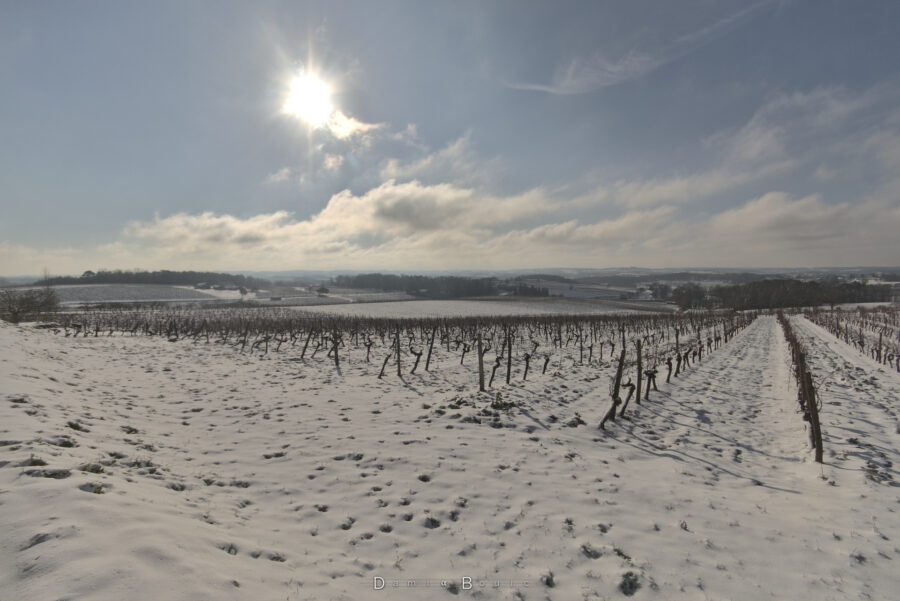 Vue large sur d'autres rangs de vigne, la vue porte loin, vers un paysage doucement valloné, et enneigé, fortement éclairé par la lumière solaire