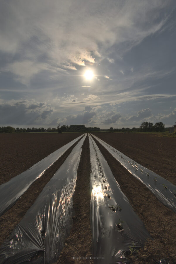 Photo très symétrique avec autant de sol que de ciel, l'horizon étant au milieu, plat. Quatre bâches plastiques noires en bande filent vers le centre de l'image, en perspective. Les deux de droite sont percées pour laisser apparaitre des pousses. Le sol est terreux et labouré. Le Soleil est parfaitement au dessus et au centre, avec un ciel chargé de petits cumuls congestus, qui bouillonnent, ainsi que de nombreux nuages d'altitude fragmentés plus lisses.