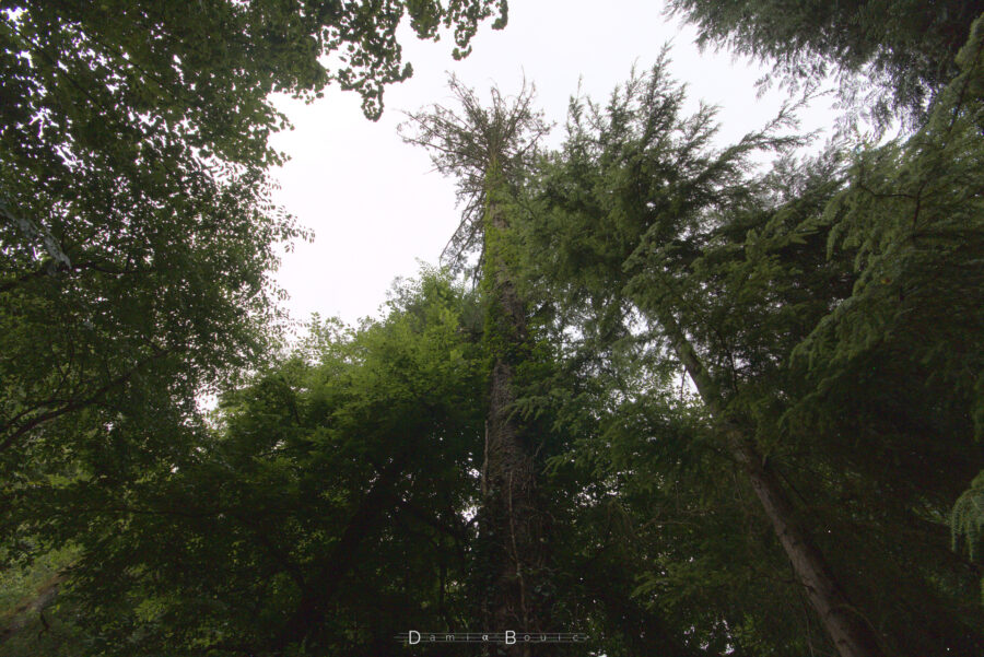 Vue en contreplongée d'arbres gigantesques, tels des tours dans une mégalopole. Le ciel est indescernable car surexposé