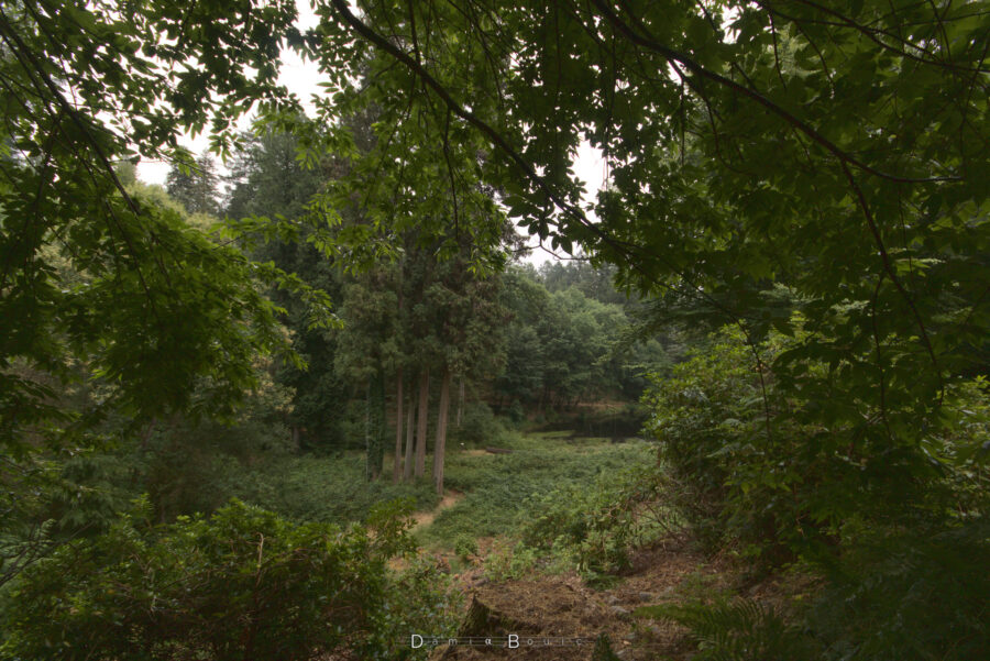 Ambiance très verte, beaucoup d'arbres au fond dont les troncs parfaitement verticaux s'alignent au milieu d'une végétation dense. Nombreuses sont les branches feuillues qui encadrent la vue