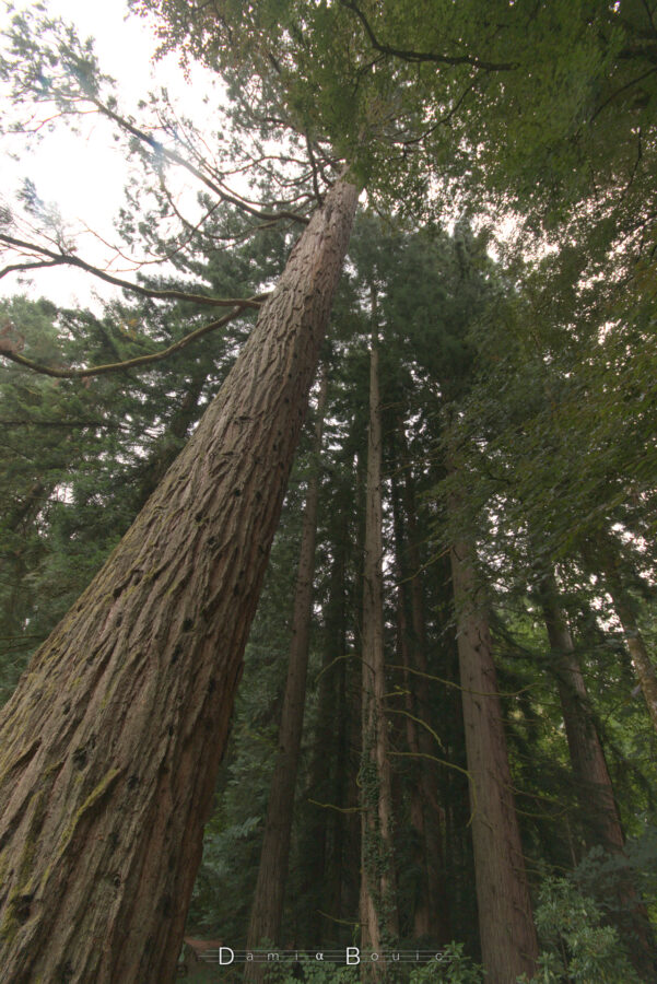 Au pied d'un séquoia géant, dont l'écorce frippée et creusée évoque la surface du papier crépon. Le tronc de l'arbre semble d'étirer jusqu'à l'infini