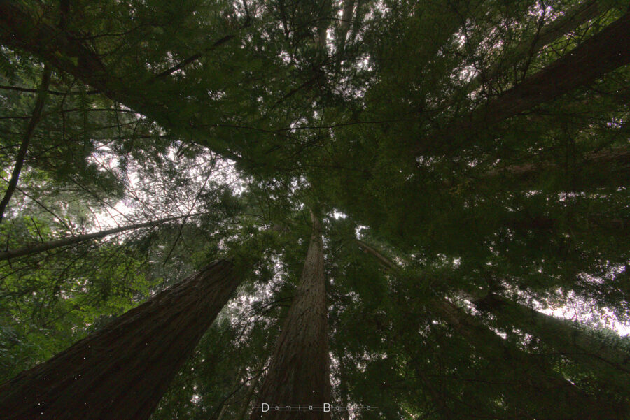 Sous la canopée arboricole, les troncs rectilignes semblent soutenir un couvert feuillu dense.