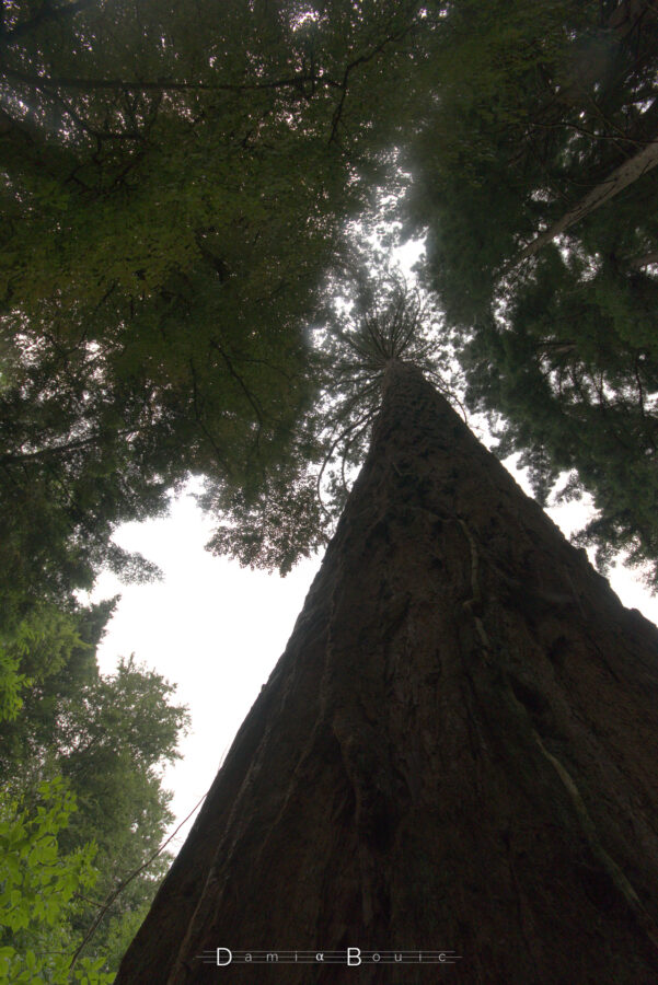 Tout contre un autre arbre géant, dont le tronc s'élance vers le ciel, au centre de l'image.