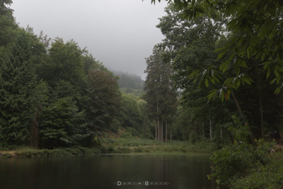 Au bord d'un paisible plan d'eau, la forêt s'éclaircit et laisse voir une partie du paysage forestier, dont la colline au fond entre deux arbres, touche les nuages gris