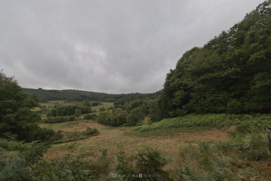 Paysage de boccage, avec bosquets et forêt, des champs en herbe haute, et fougères massives en premier plan. Le tout ondule généreusement