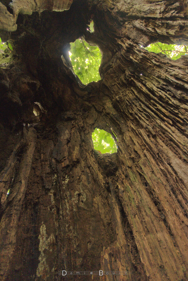 A l'intérieur d'un arbre au tronc creux, on a une vue privilégiée sur les bois sec qui contstitue les parois, qui sont trouées de ci et de là, laissant apparaître le plafond de feuilles de la forêt