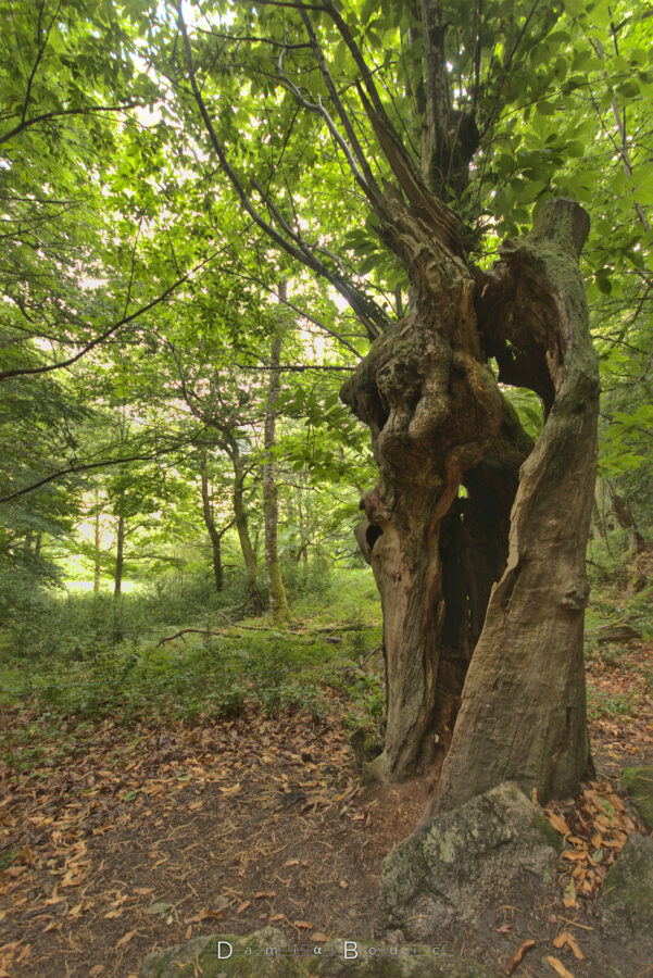 Le même arbre mais vu de l'extérieur. Son tronc est noueux, troué et creux, mais des branches en feuilles indiquent un arbre vivant