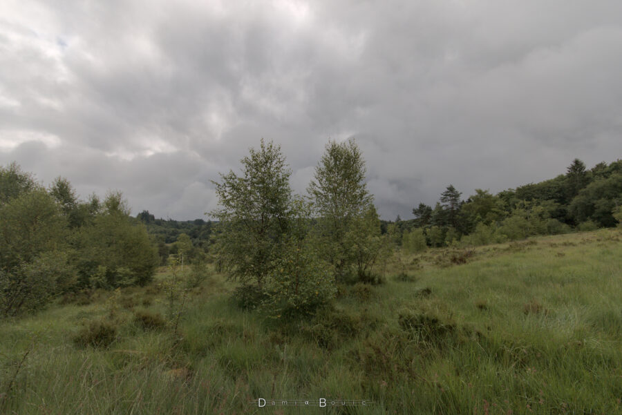 Vue sur la tourbière, avec quelques arbres épars, une végétation herbue dense, sous un ciel couvert qui se déchire à peine.