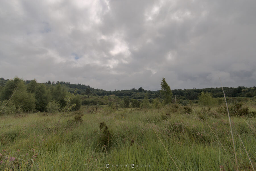 Vue assez similaire, mais avec moins d'arbres, et de hautes herbes en premier plan