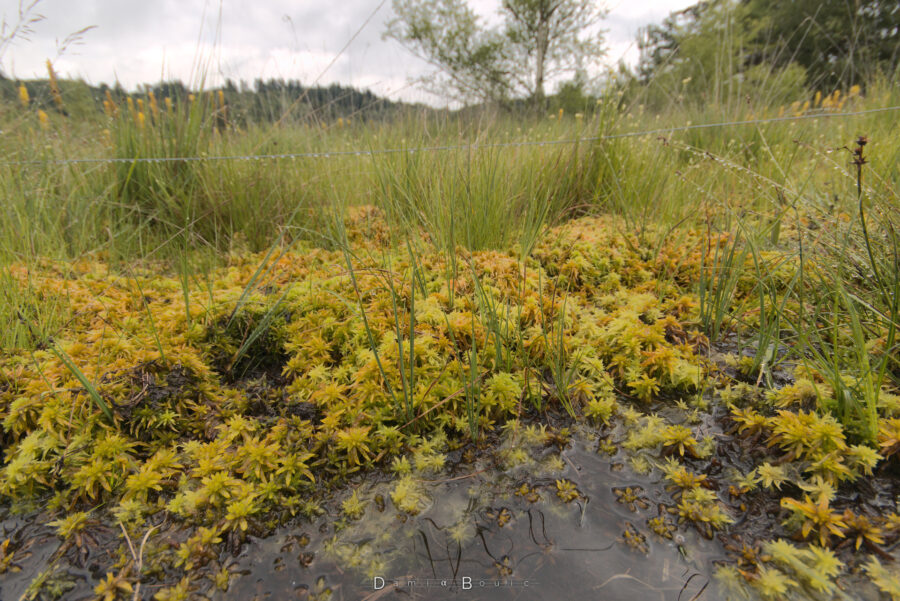 Vue rapprochée du sol de la tourbière, où l'on voit des blocs de mousse dont une partie est imergée dans un eau translucide. De grosses touffes d'herbes au feuilles fines et longues agrémentent ce drôle de paysage humide