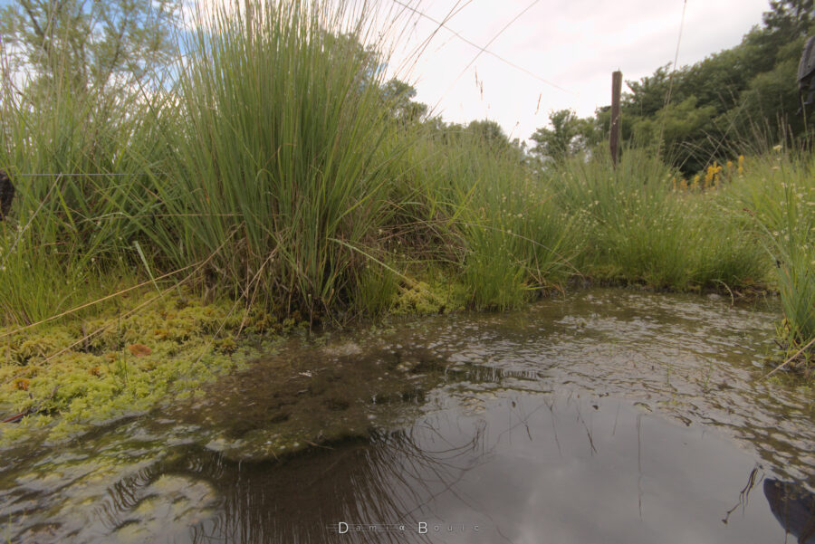 Vue à peu près similaire à la précédente, qui montre plus d'eau, et des touffes d'herbe plus imposantes. 