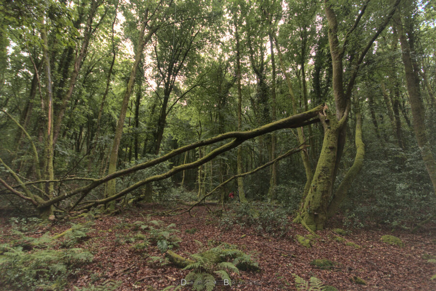 Dans la forêt. Une grandd branche d'arbre en forme de diapason est cassée et repose en biais entre le tronc et le sol. L'ensemble est abondamment recouvert de mousse. Le sol est jonché de fougères.