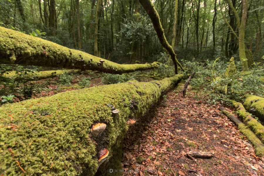 Vue rapprochée sur les trois troncs d'un arbre tombé au sol, dont l'écorce est moussue et est peuplée de champignons typiques des arbres (en forme de demi-disques).