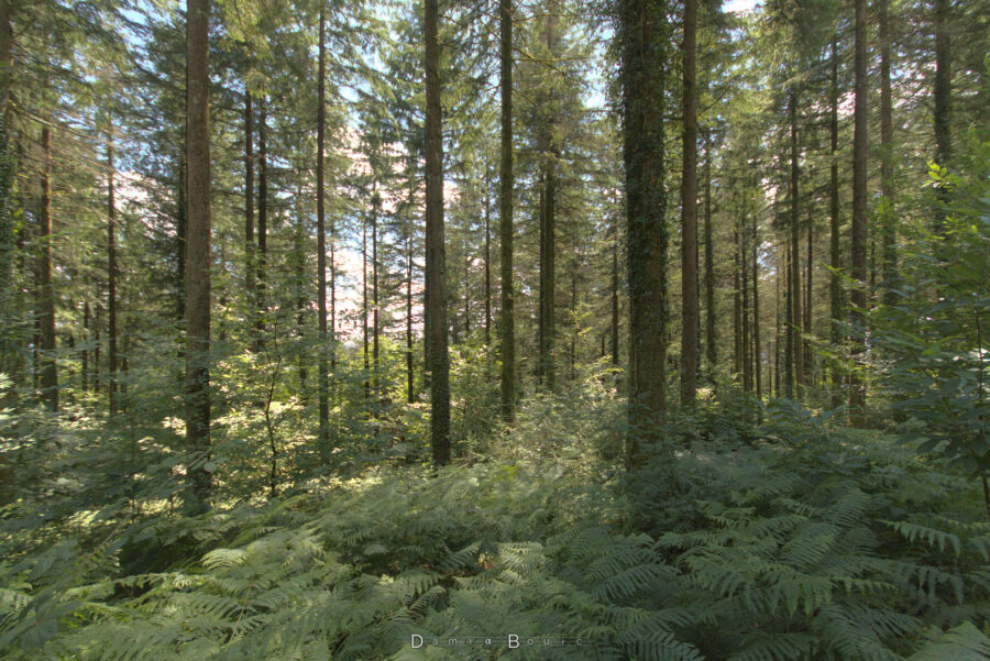 Une forêt de sapins qui présentent de longs et parfaitement rectilignes troncs, jusqu'à perte de vue. Le bleu du ciel est discernable entre les branches.