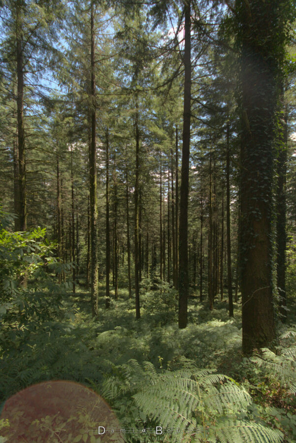 Vue assez similaire, mais verticale, pour mettre en avant la parfaite verticalité de ces dizaines de toncs de sapins.