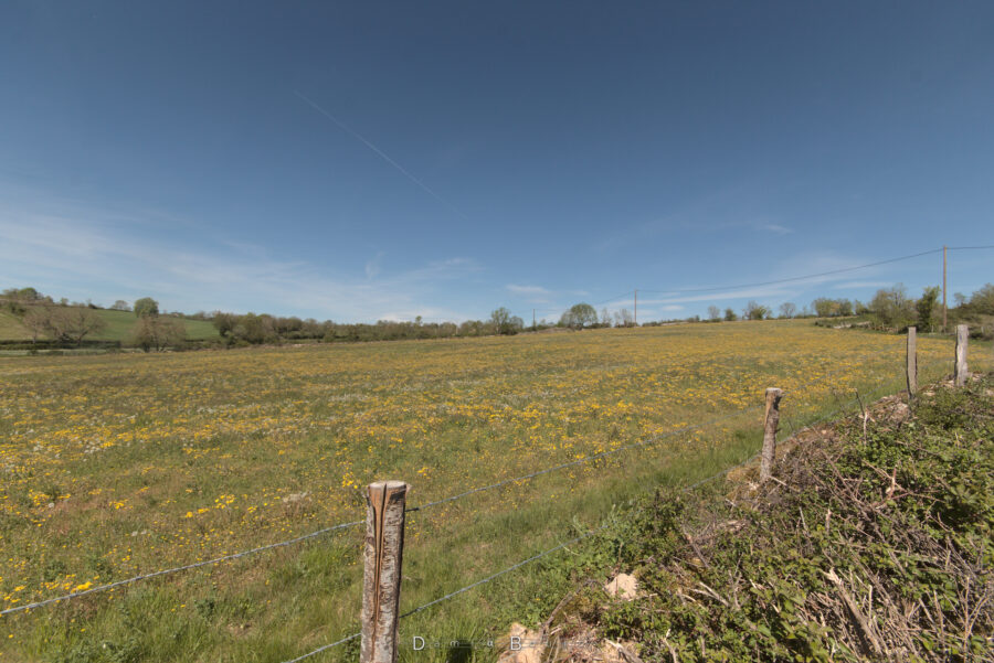 Paysage de causses avec un large champs fleuri, quelques arbres qui bordent le lointain. Devant nous, une clôture de fils barbelés et de ronces