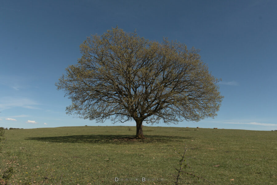 Une arbre très esthétique, pratiquement symétrique, pratiquement parfait et archétypal du mot arbre, dressé sur un champs d'herbes rases et un horizon parfaitement délimité, sans aucun autre arbre alentours