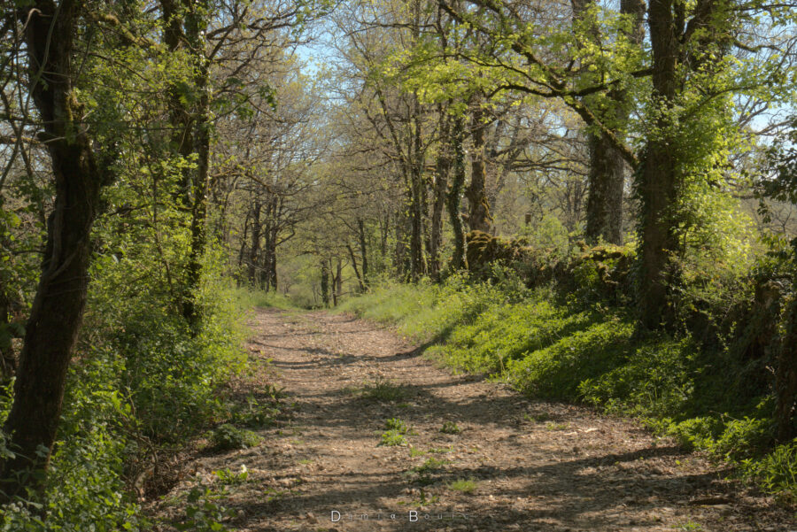 Chemin forestier bordé d'arbres et d'une végétation variée, qui ondule doucement avant de se perdre dans le fond.